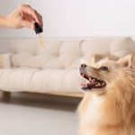 Functional Mushroom Soft Chews For Dogs