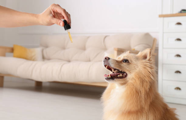 How Holistapet Dental Chews Can Keep Your Dog’s Teeth Healthy